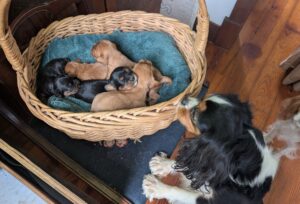 King Charles Cavalier Puppies